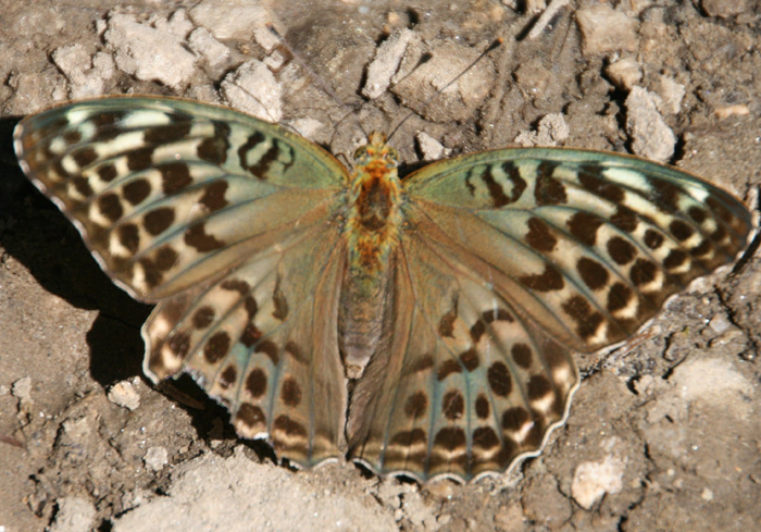 farfalla - Argynnis (Argynnis) paphia (f. valesina)